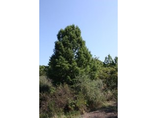 Property photo 66 - 419 +/- Acres offered in 6 Tracts, Land Auction